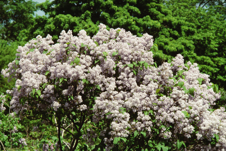 Blooming lilac bushes