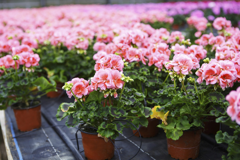 Greenhouse with blooming geranium flowers