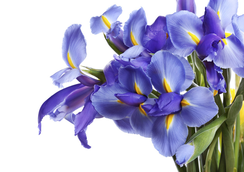 Iris flowers