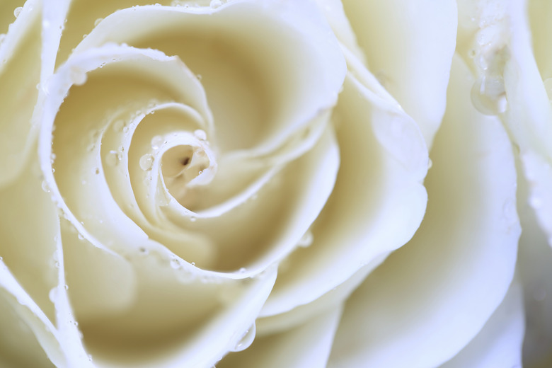 White Rose