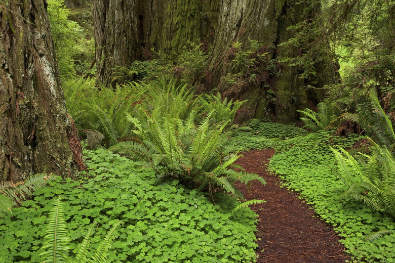 Trail passing through a forest