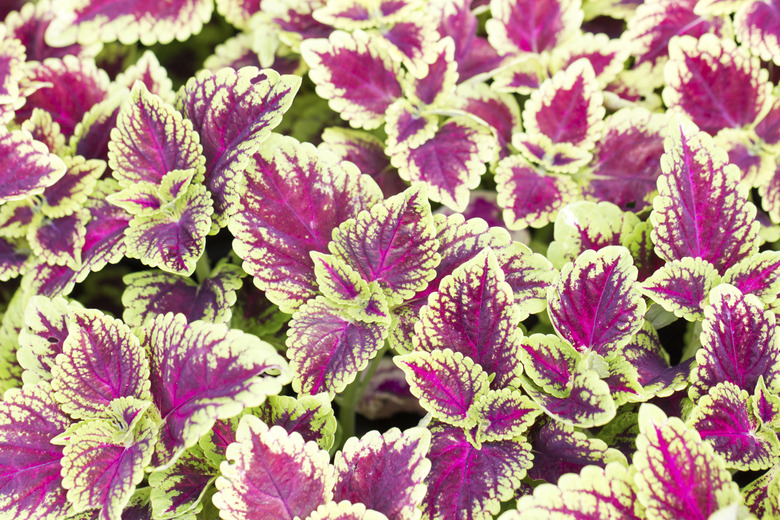 Coleus blumei