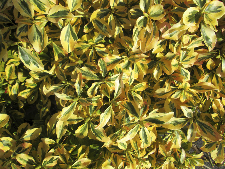 Close-up image of variegated euonymous fortunei