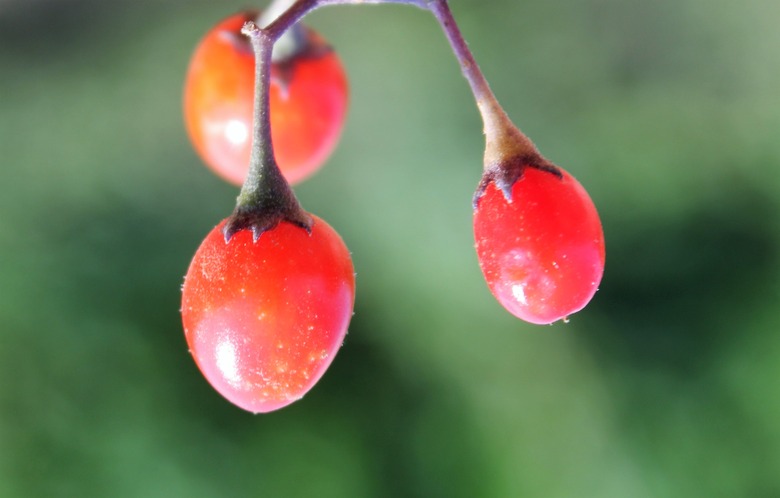 An extreme close-up of some dangling bittersweet nightshade (Solanum dulcamara) berries with a blurred background.