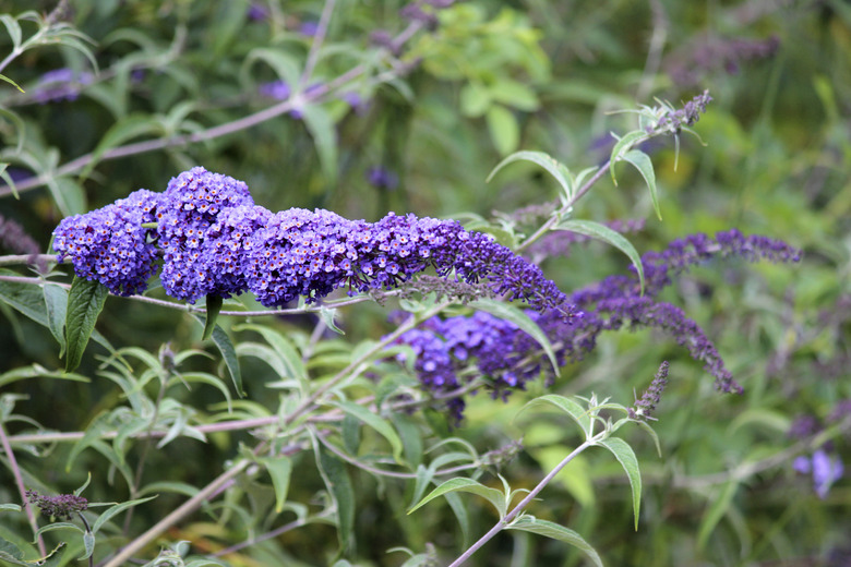 Image of wild purple buddleia flowers (Buddleja davidii), butterfly bush