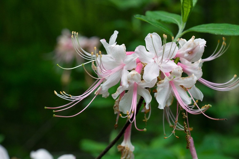 A delicate Piedmont azalea (Rhododendron canescens) with pink and white flowers growing in Bradley County, Arkansas