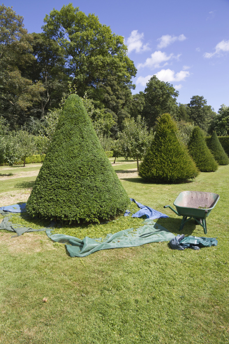 Trimming the yew trees