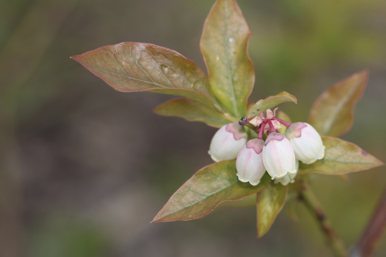 Blueberry buds and white flower on a bush