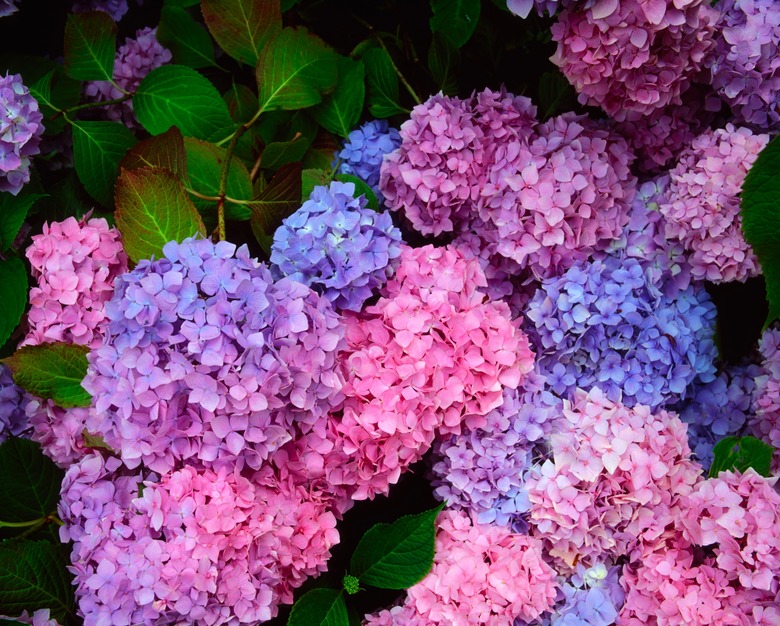 Hydrangea macrophylla