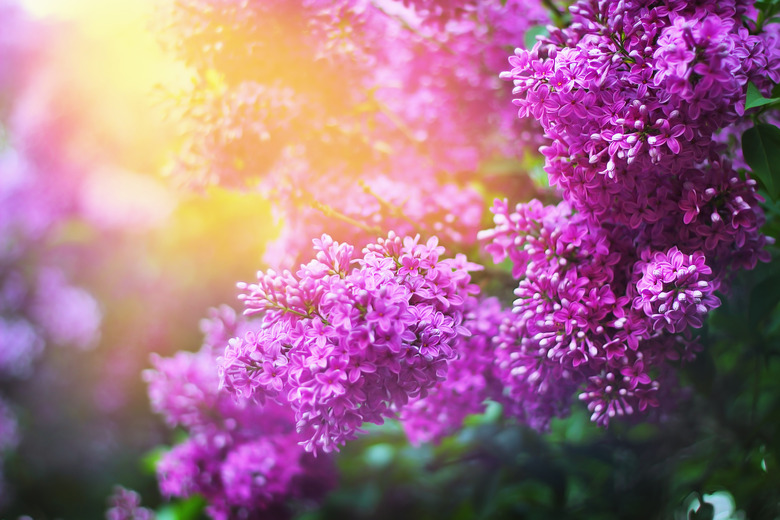 Lilac beautiful flowers