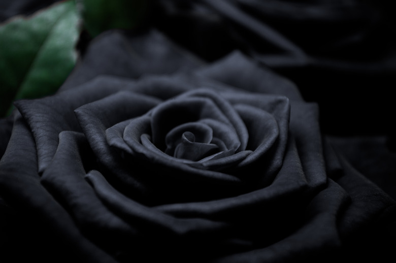 A close-up of a dark black rose.