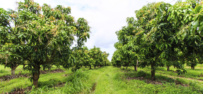 Mango orchards