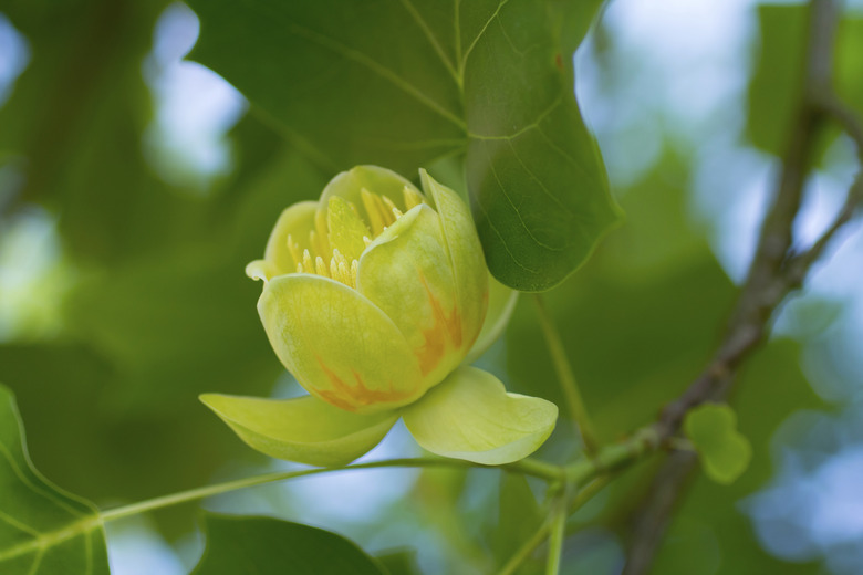 Liriodendron tulipifera