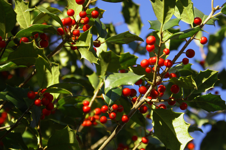 Holly Tree