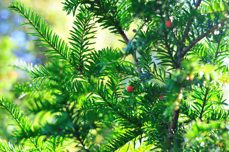 Background of coniferous branches with berries