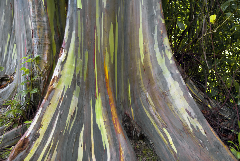 Rainbow Eucalyptus tree