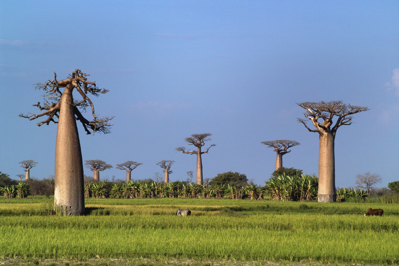 baobabs trees