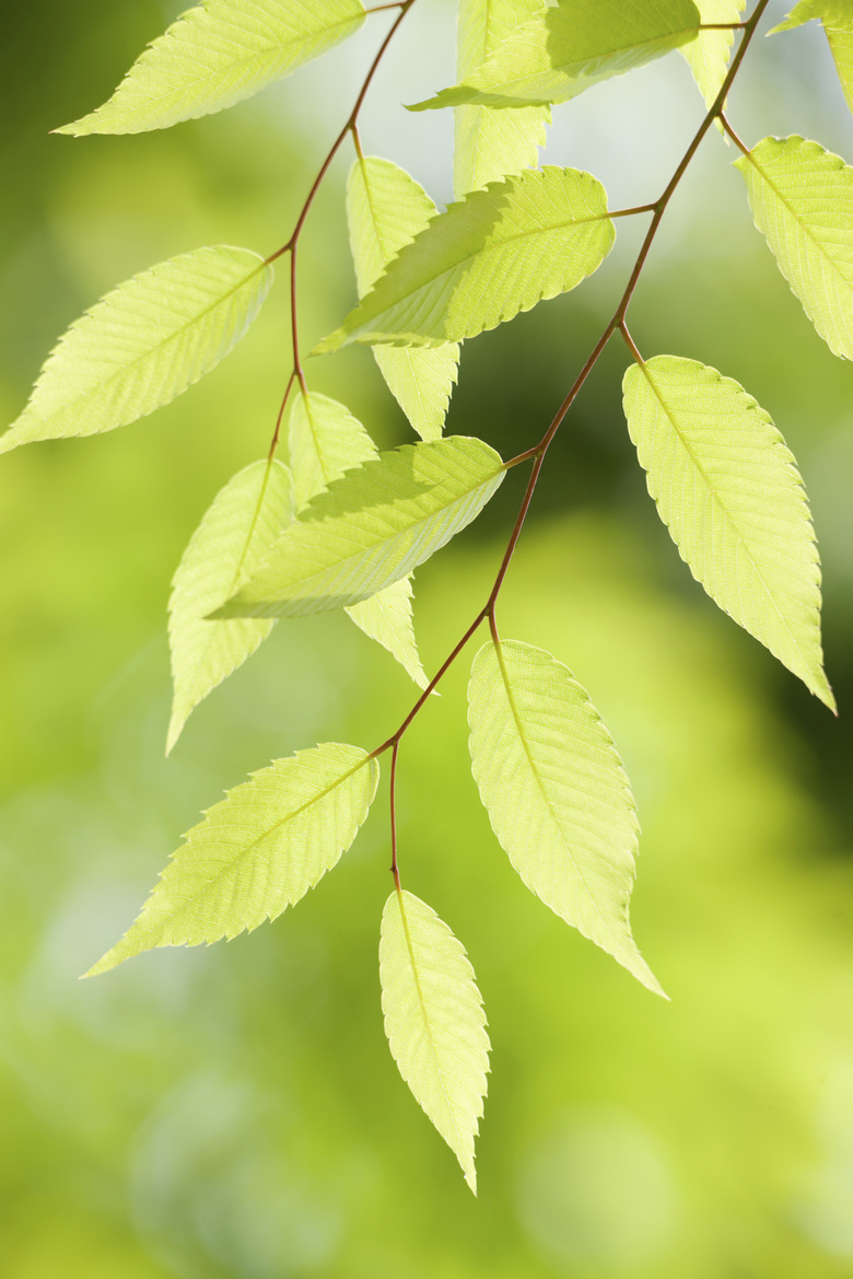 Zelkova tree-lined fresh green