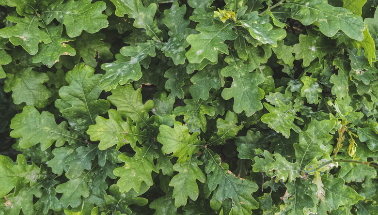 A close-up of a bunch of oak leaves.