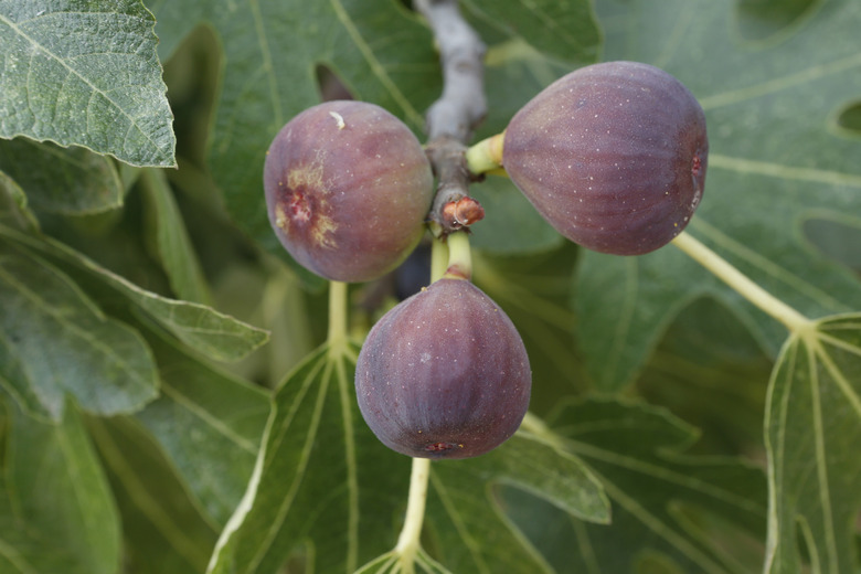 Figs