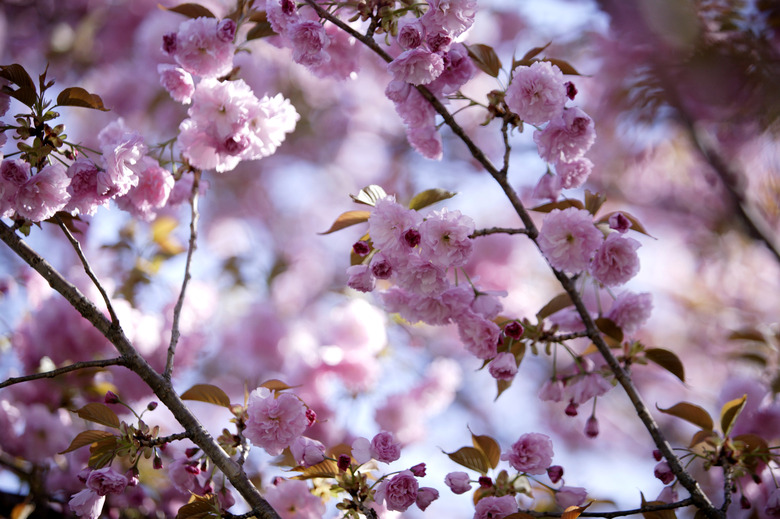 Close-up of cherry blossoms