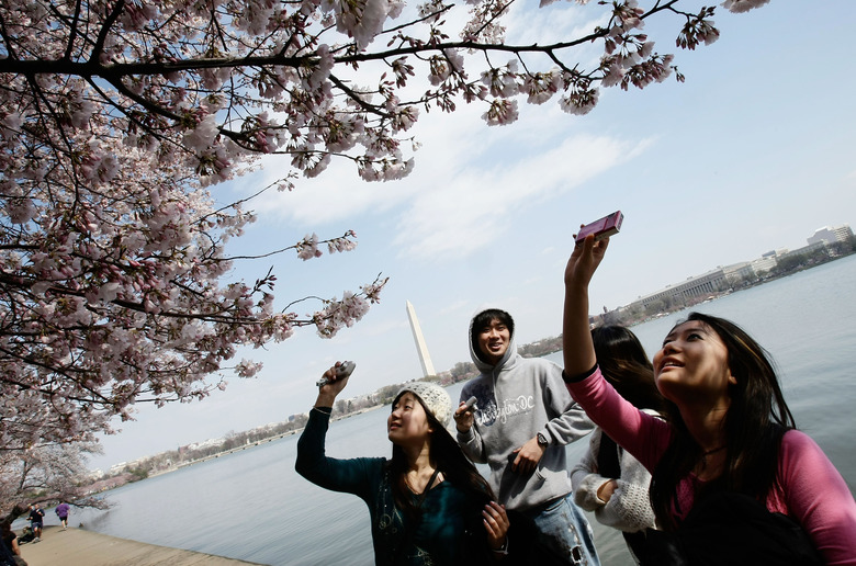 Cherry Blossoms Begin To Bloom Throughout Washington