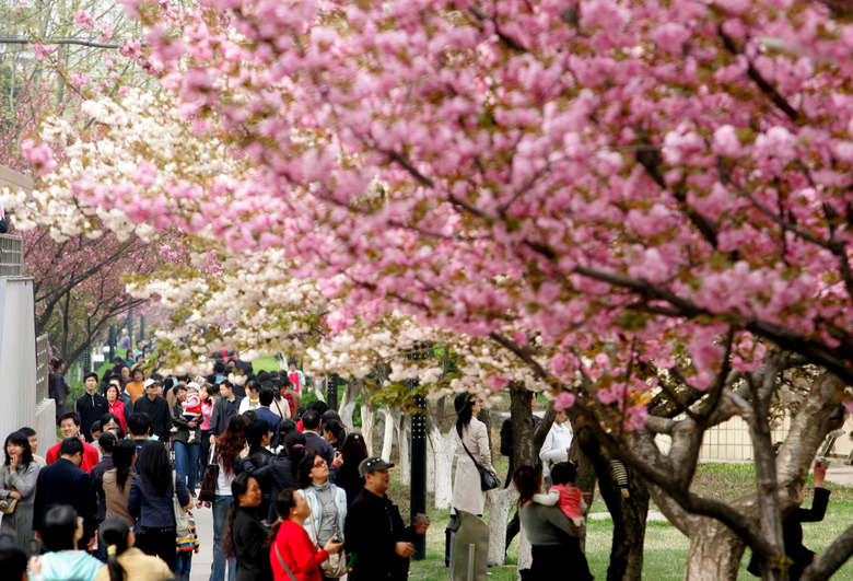 Tourists Enjoy Cherry Blossom In Xian Jiaotong University