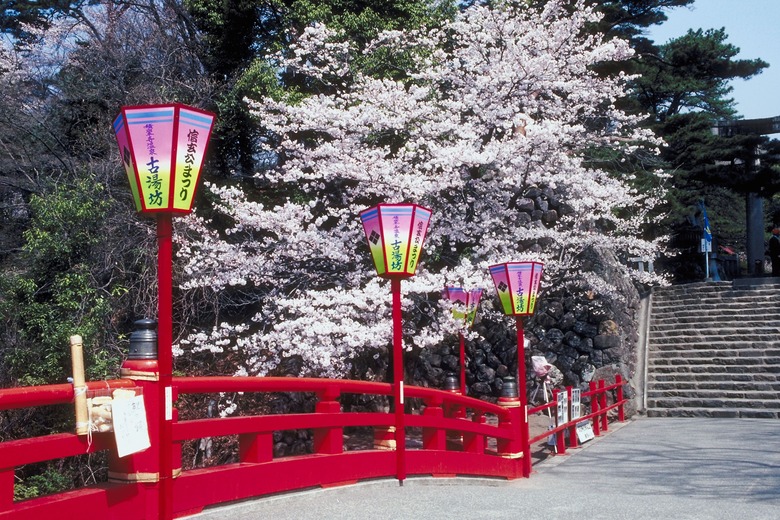 Cherry blossoms along walkway in Japan