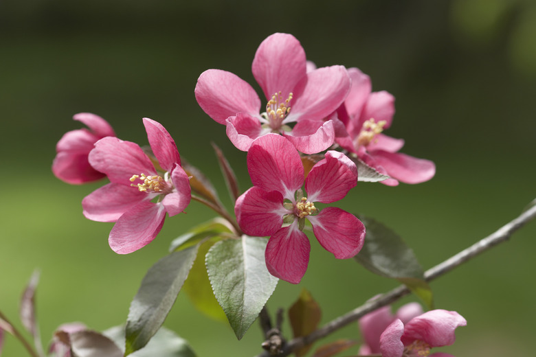 Cherry blossom