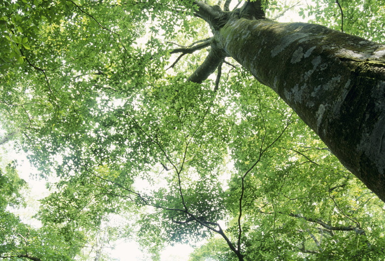 Low angle view of a tree. Kuju, Oita Prefecture, Japan