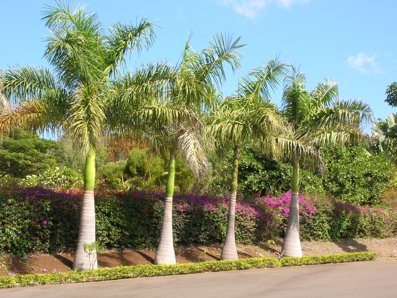 A row of four royal palms (Roystonea regia) growing at the Enchanting Floral Gardens of Kula in Maui.