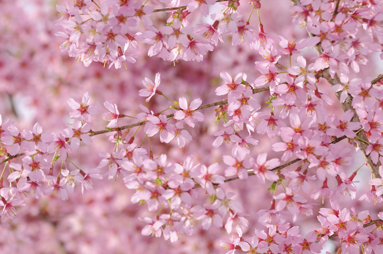 Pink Cherry Tree Flower Background