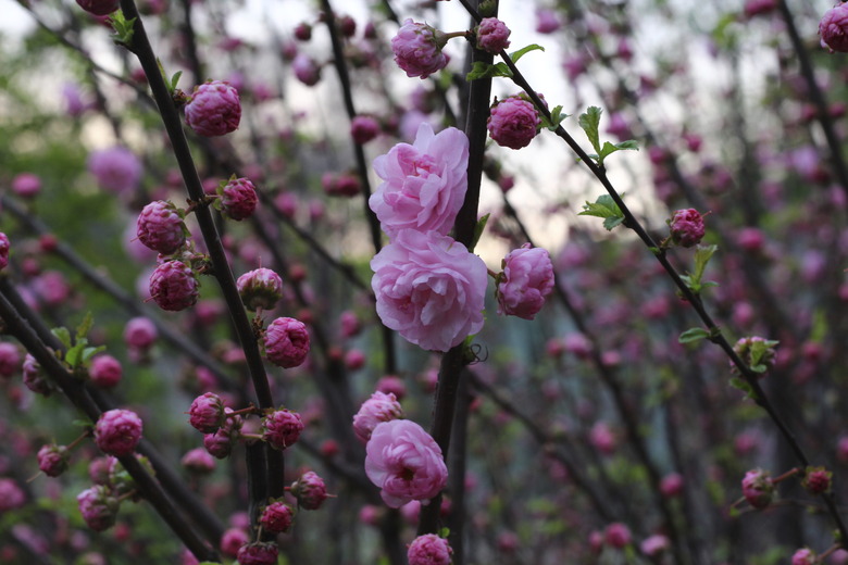 Beauty flowers