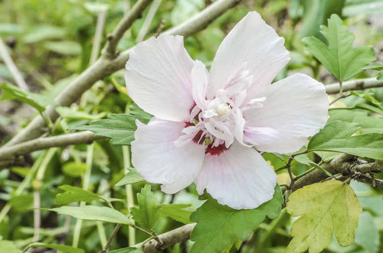 Althea flower.