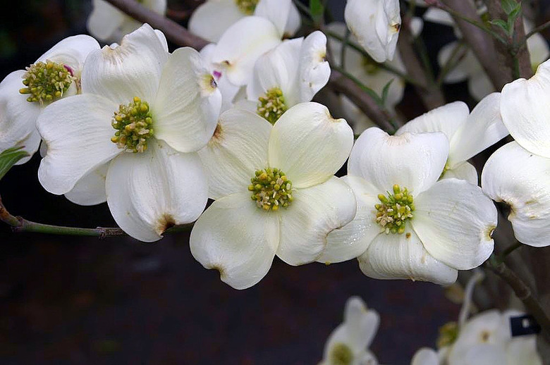 A close up of some Cloud Nine flowering dogwood (Cornus florida 'Cloud Nine').