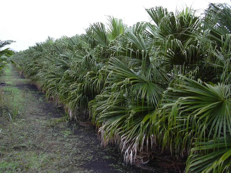 Rows of Chinese fan palms (Livistona chinensis) growing in Hilo, Hawaii.