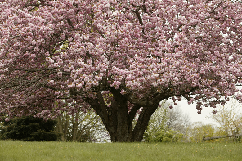 Pink apple blossoms