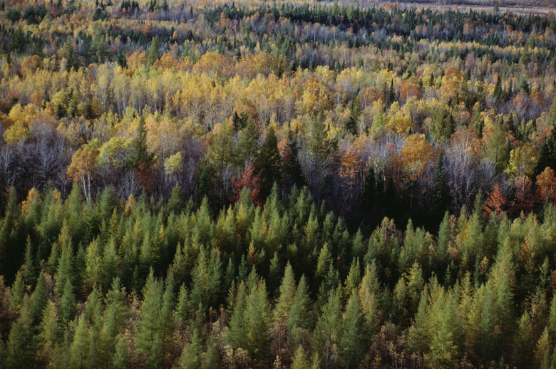 Autumn forest in La Mauricie National Park in Quebec, Canada