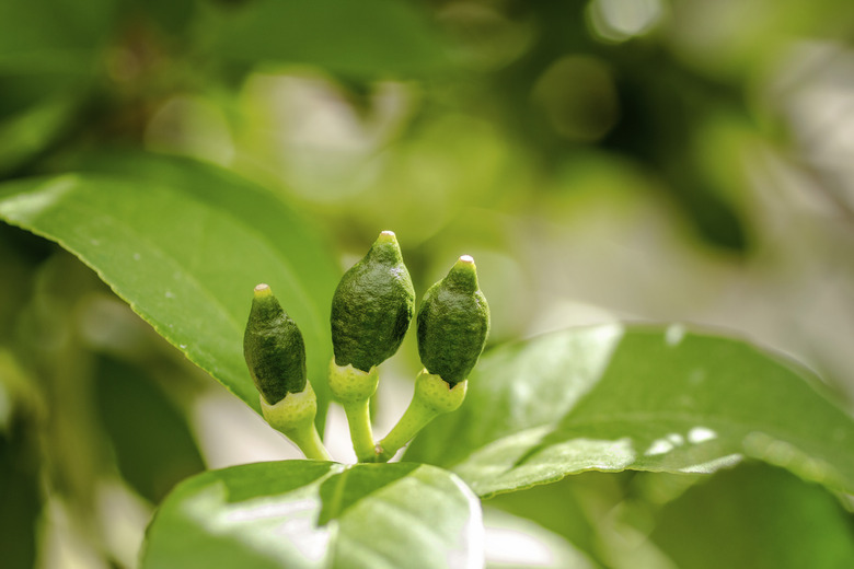 Unripe Meyer Lemon on Tree