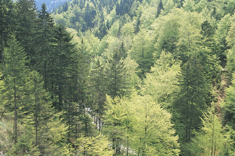 Alpine trees