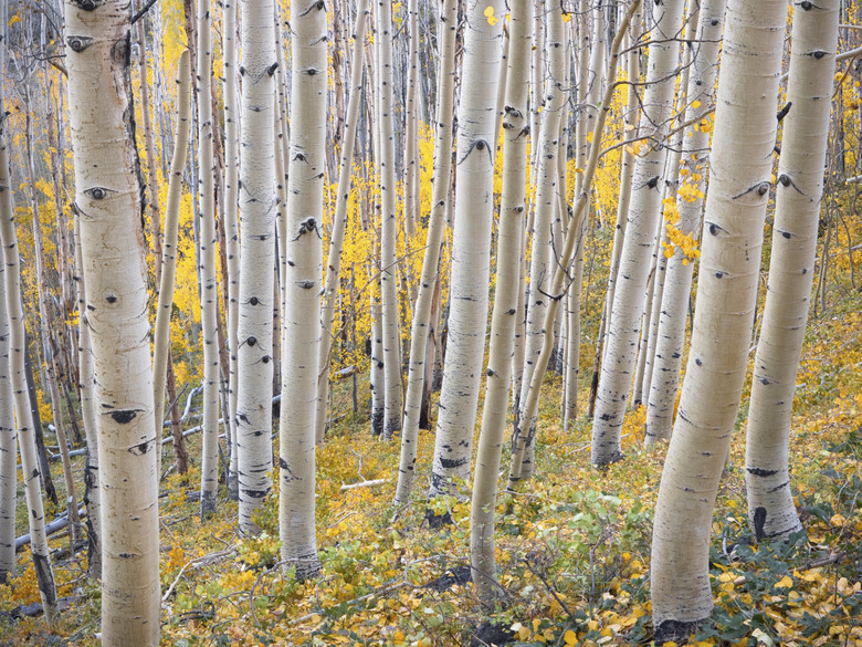 Aspen Hillside in Fall Color