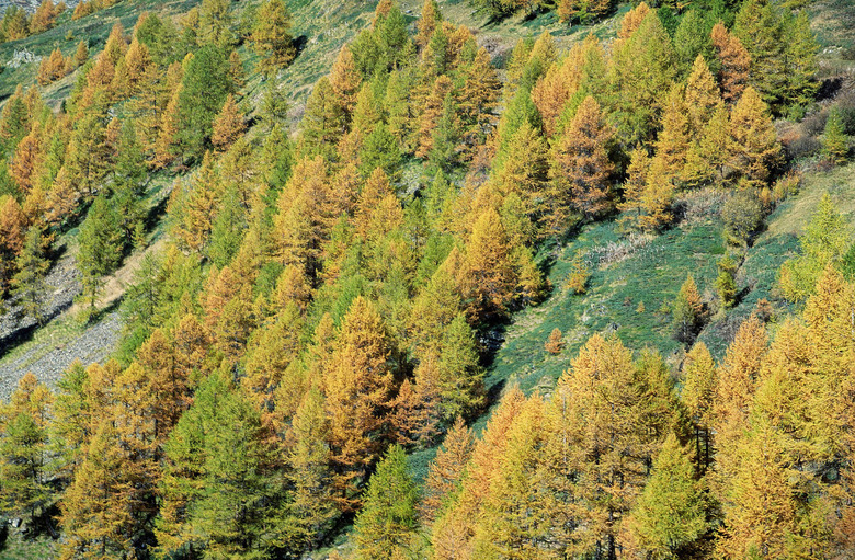 Forest on hillside in autumn