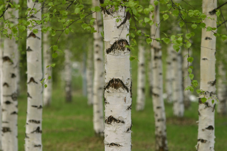 Birch trees