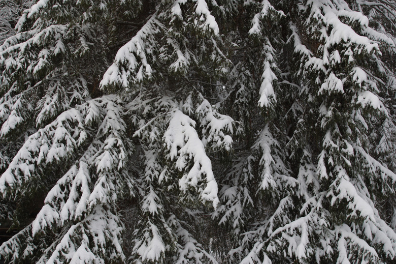 Spruce tree covered in snow