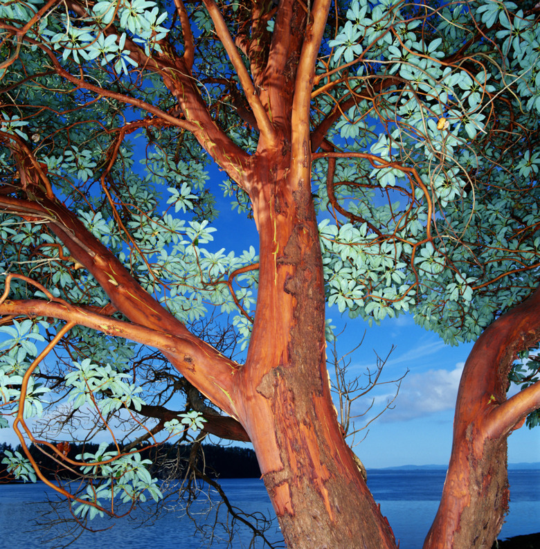 Madrona (Arbutus sp.) tree, close-up, Washington, USA