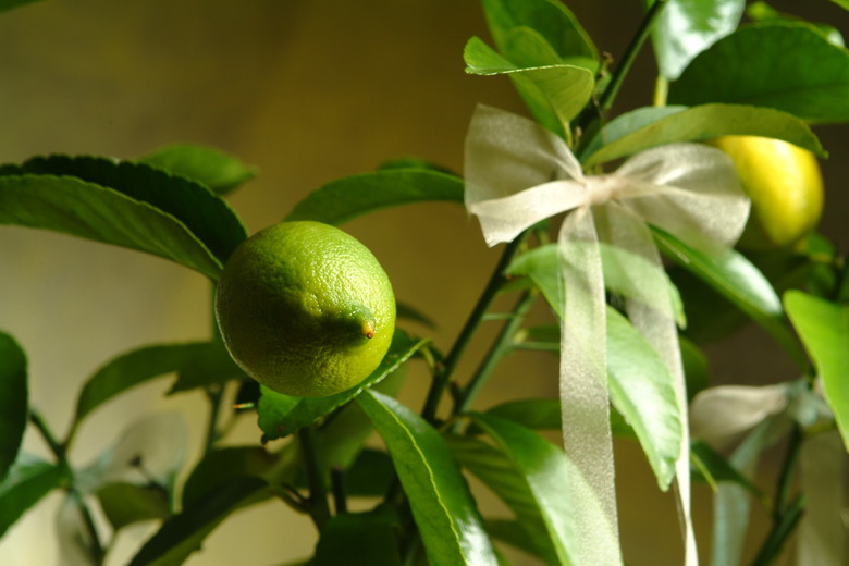 lemon tree