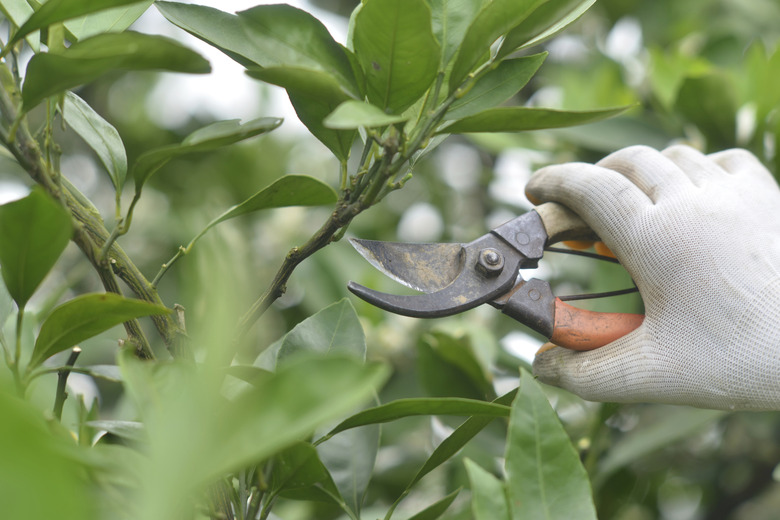 Pruning an orange tree