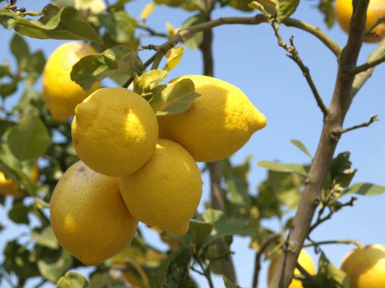 Lemon tree