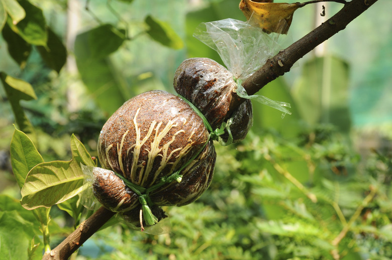 grafted branch in cloning plant technique