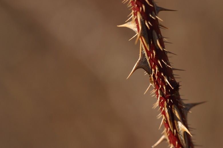 Branch with needles